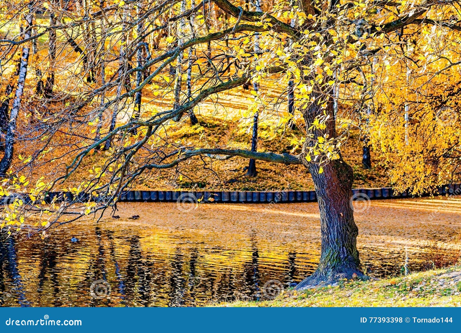 Alte Eiche Durch Den Teich Oder Den See Spät Im Herbst Stockfoto Bild