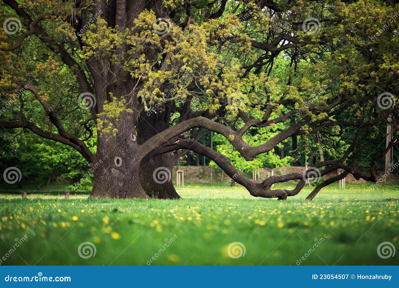 Alte Eichen im Garten stockbild. Bild von blüte, betrieb 23054507
