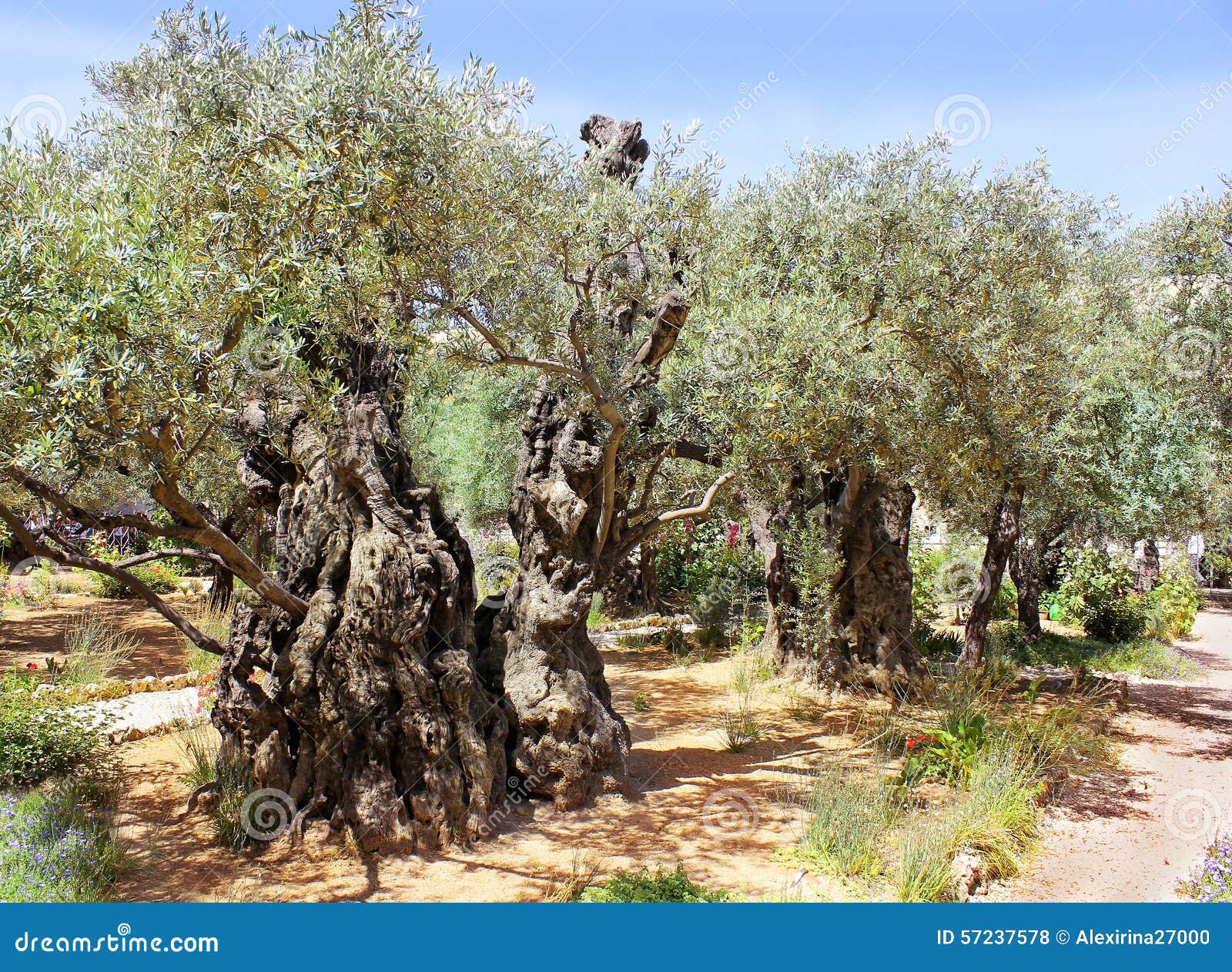 Alte Olivenbaume Im Garten Von Gethsemane Jerusalem Stockfoto Bild Von Alte Gethsemane 57237578