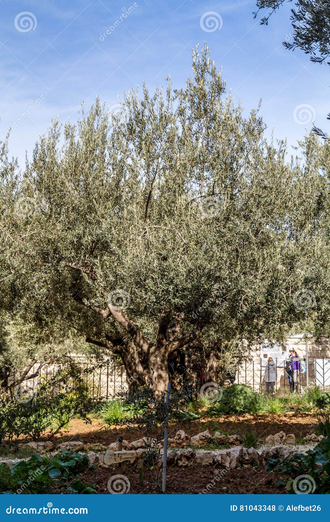 Alte Olivenbäume Im Garten Von Gethsemane Redaktionelles Stockfoto