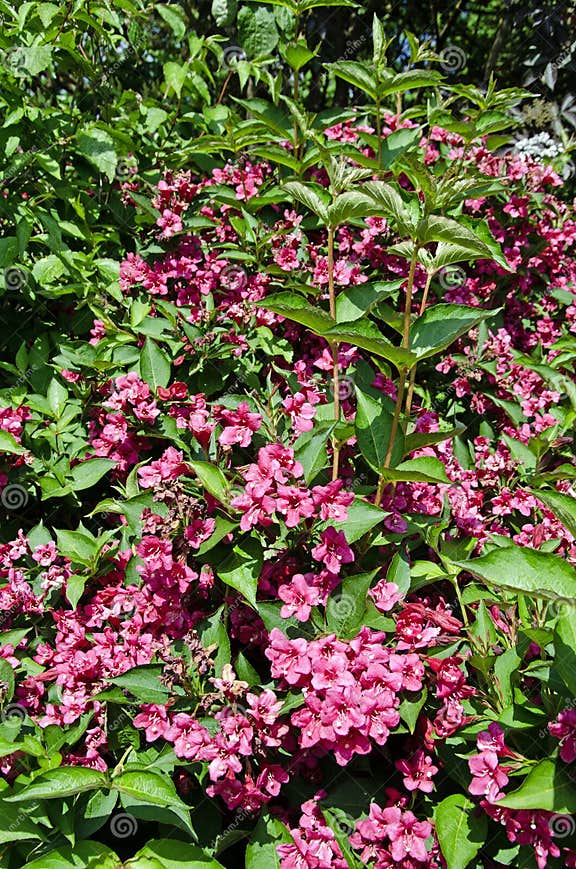 Alte Weigela. Weigela Florida Stockfoto Bild von gärtnern, schönheit