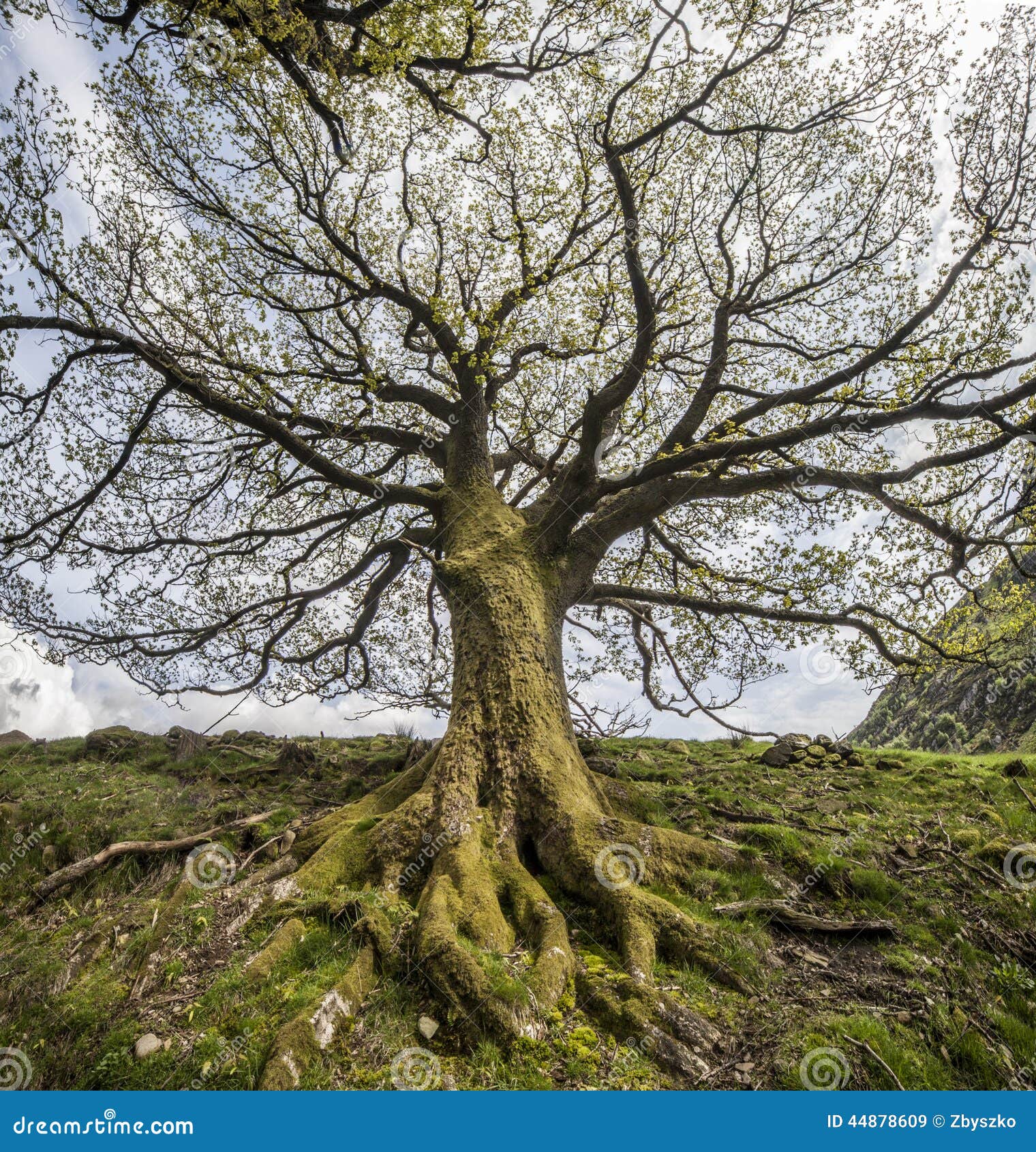 Alter Baum, Schottland stockbild. Bild von zweige, baum - 44878609