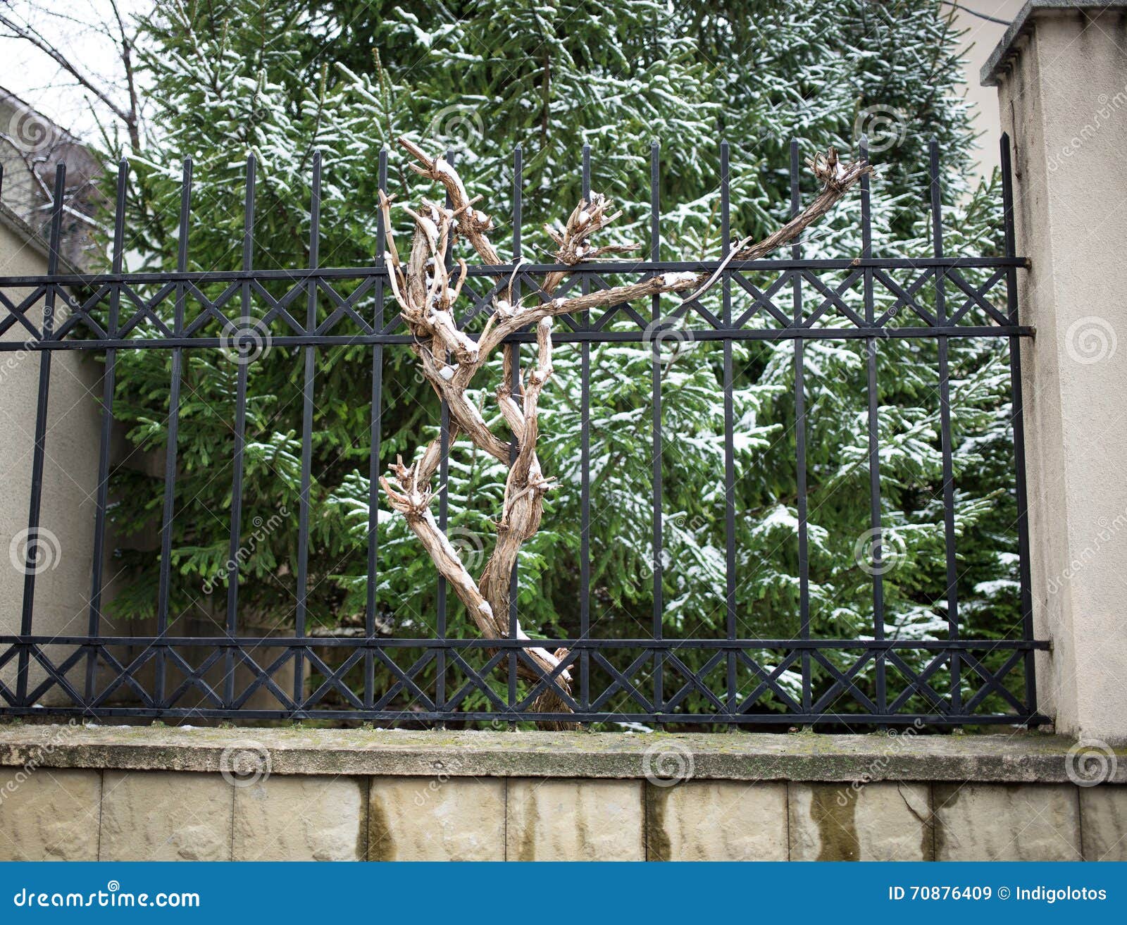 Alter Getrockneter Oben Baum Und Metallzaun Stockbild Bild Von Metallzaun Alter