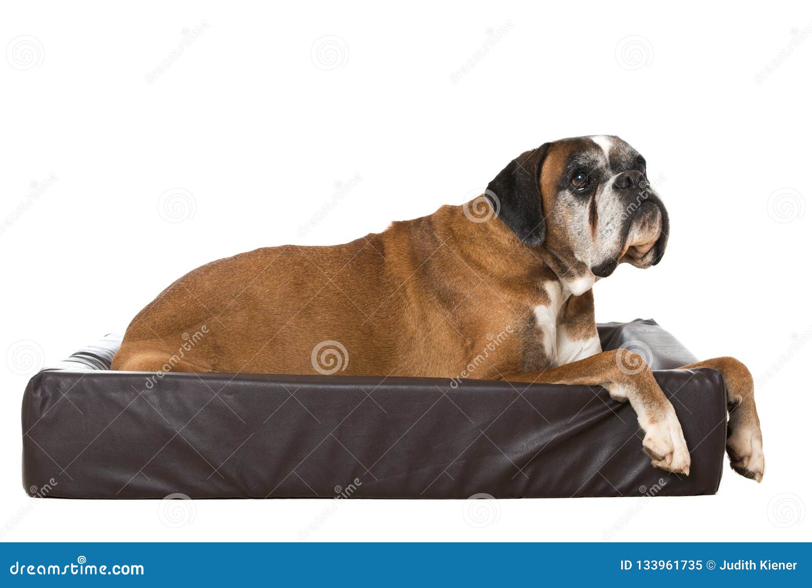 hund dog beds