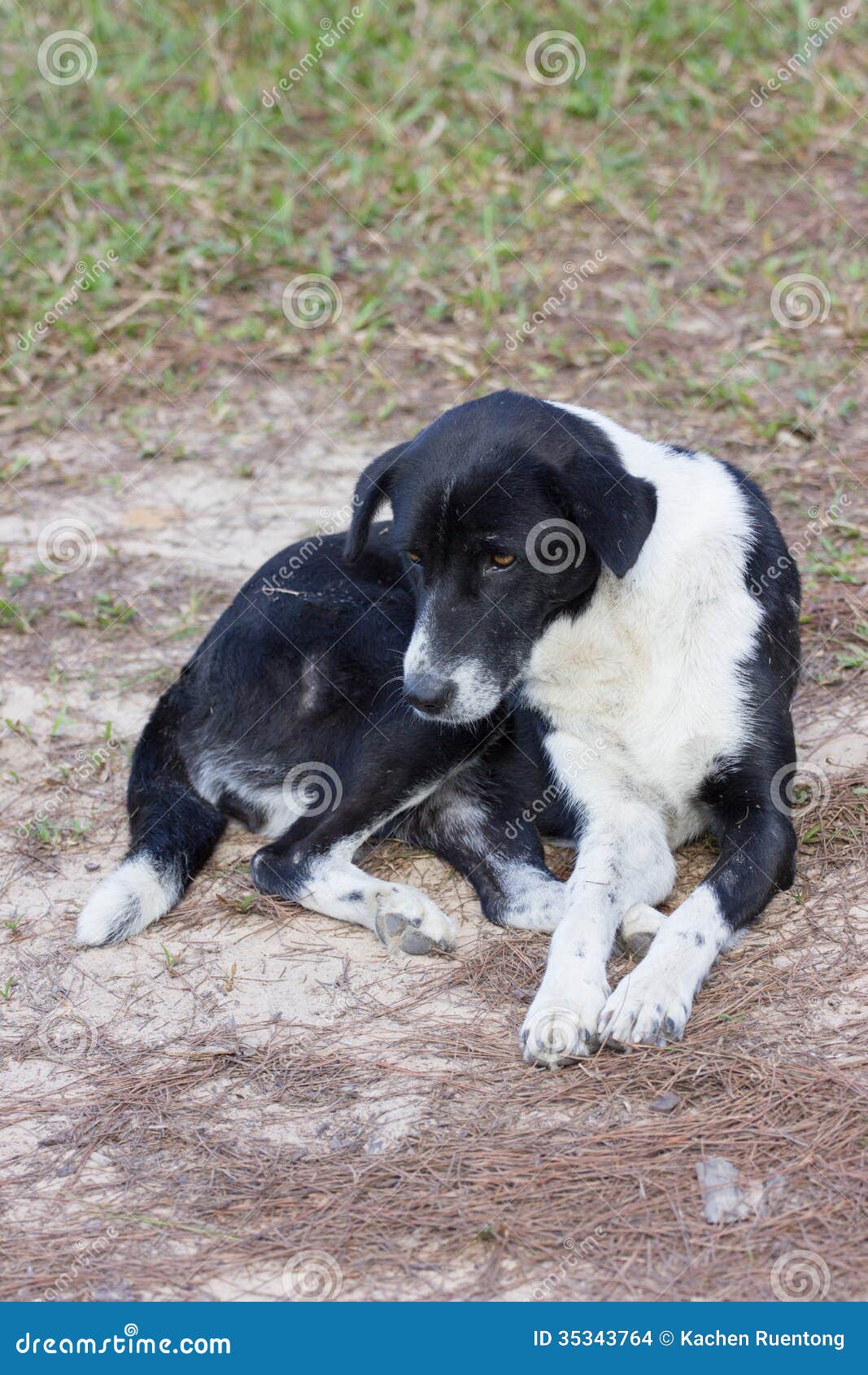 Alter Hund stockfoto. Bild von hund, alter 35343764