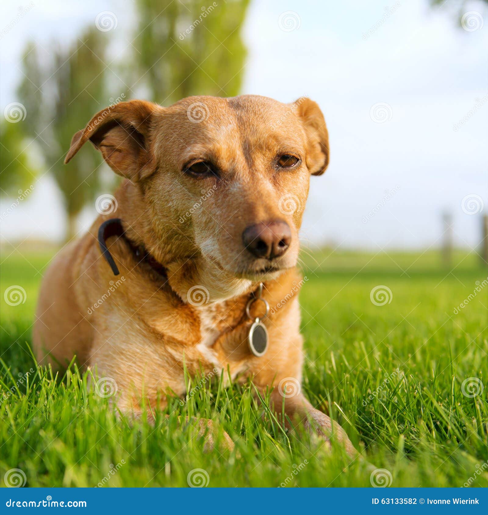 Alter Hund stockfoto. Bild von nave, haustier, portrait 63133582