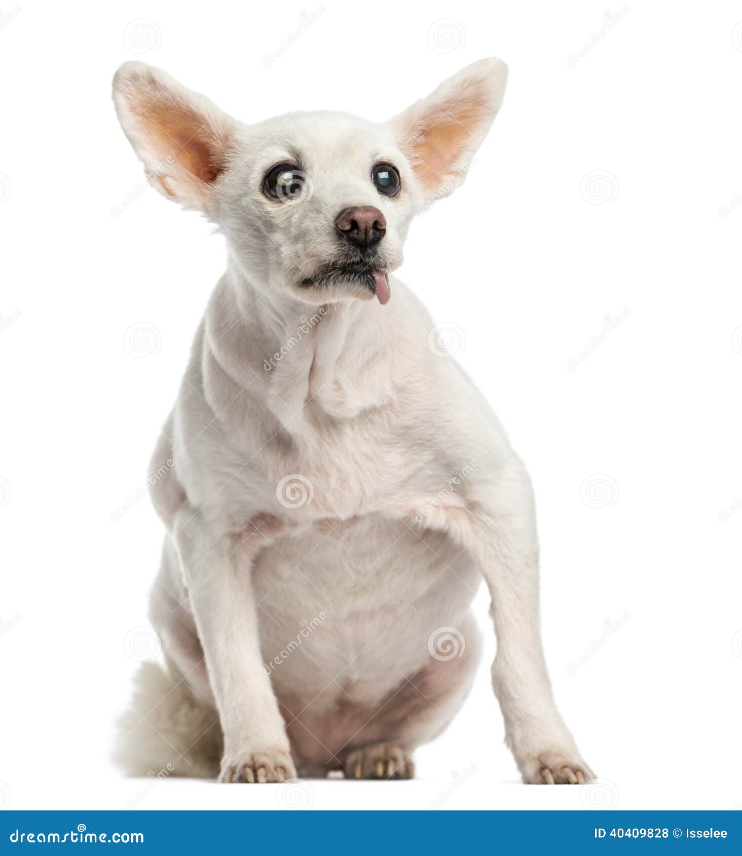 Alter Kranker Hund Mit Katarakt, Sitzen, 15 Jahre Alt Stockfoto Bild