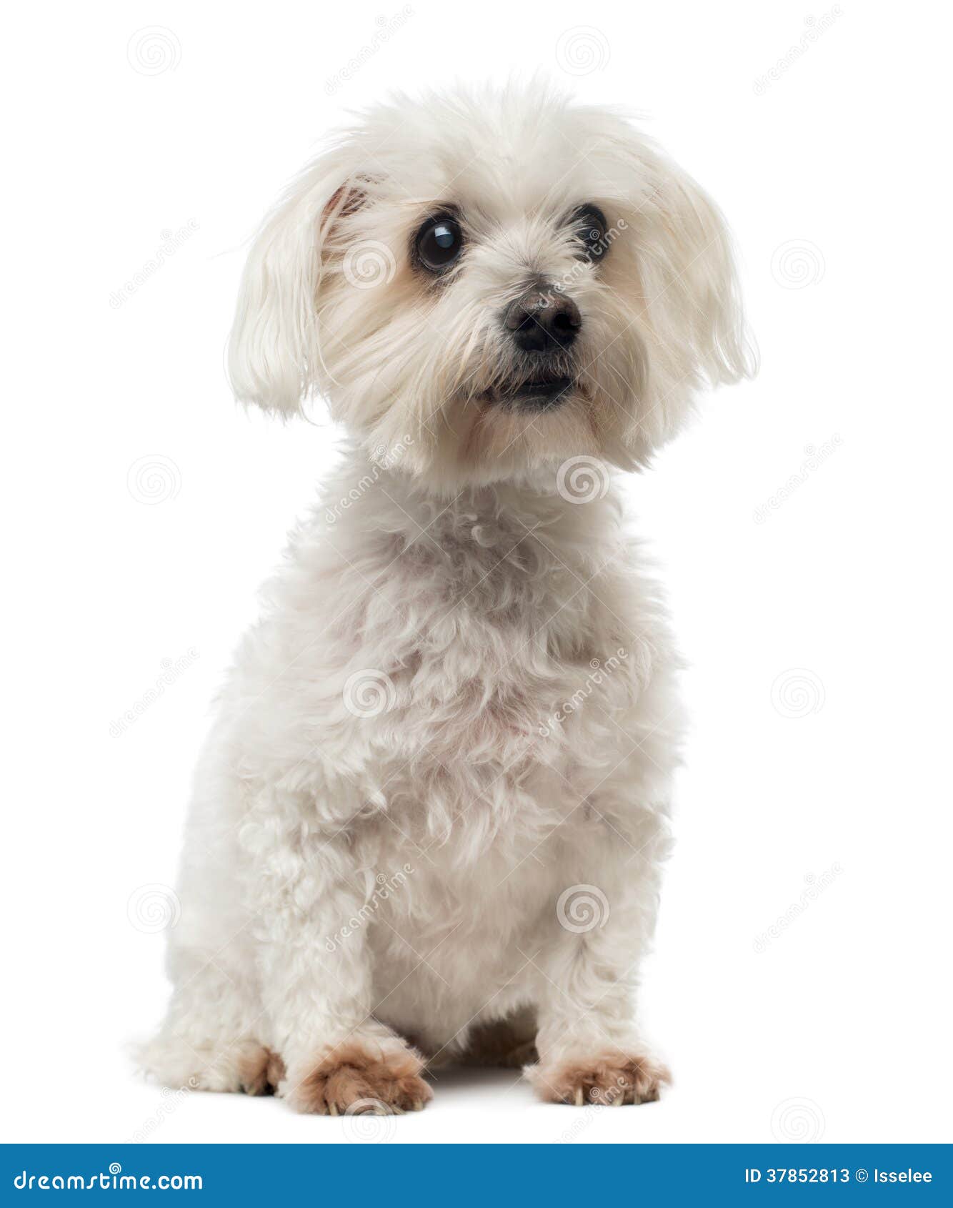 Alter Maltesischer Hund Mit Katarakt, Sitzen, Weg Schauend Stockbild