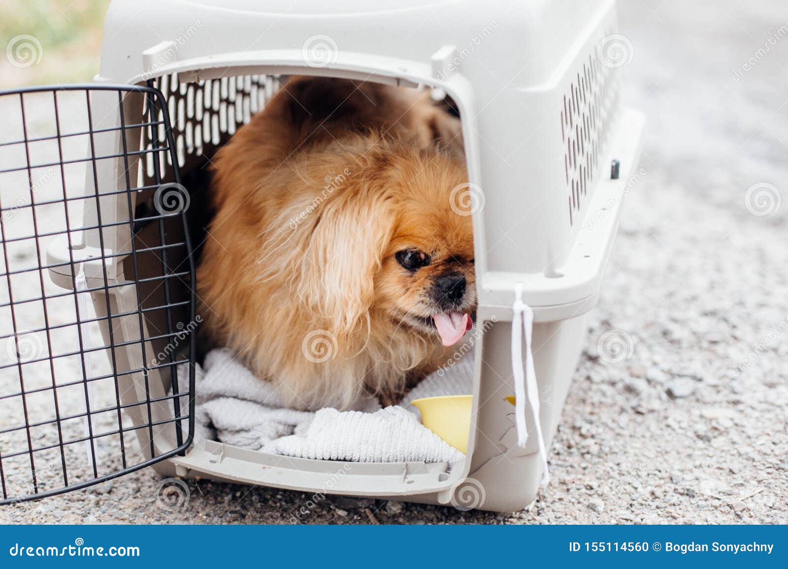 Alter Pekingese Hund Der In Tragendem Kafig Am Schutz Sitzt Entzuckender Alter Und Blinder Hund Im Kafig Gr Ne Pfeile Auf Grey B Stockfoto Bild Von Kafig Blinder