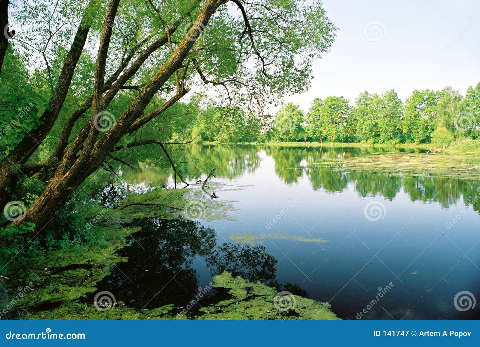 Alter Teich stockbild. Bild von spiegel, ufer, wasser, teich 141747