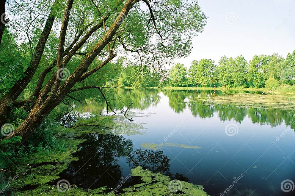 Alter Teich stockbild. Bild von spiegel, ufer, wasser, teich 141747