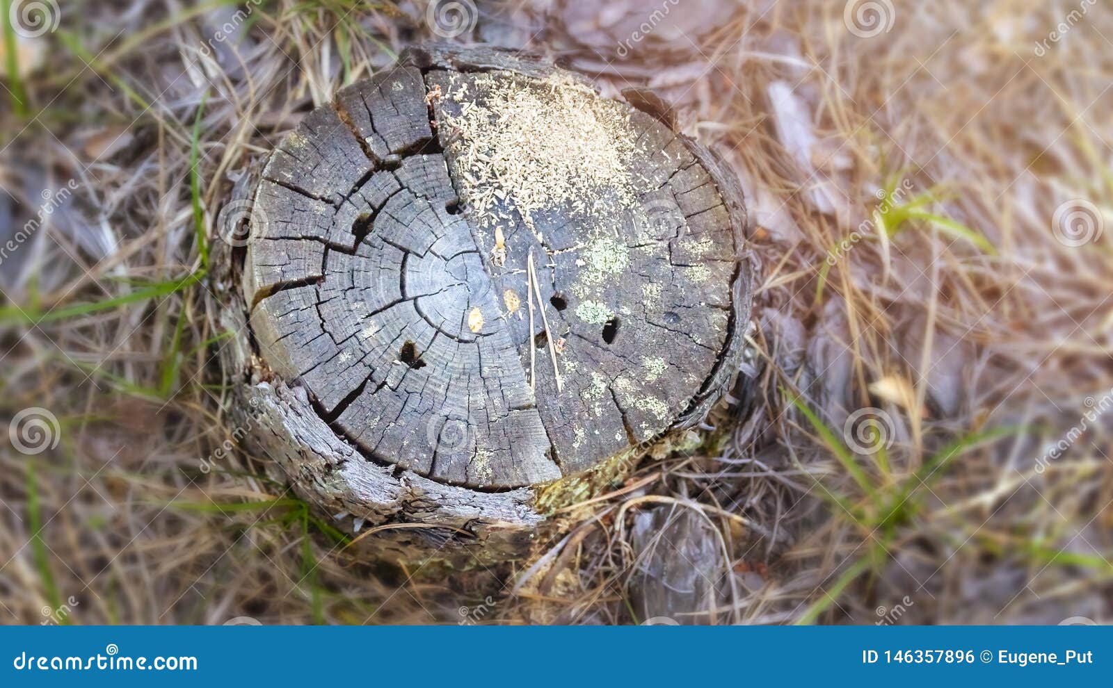 Alter Verwitterter Und Gebrochener Kiefer Stumpf Mit Moos Gelbe Kiefern Nadeln Und Insekten Locher In Einem Koniferenwald Auf E Stockfoto Bild Von Umgebung Kapitel 146357896