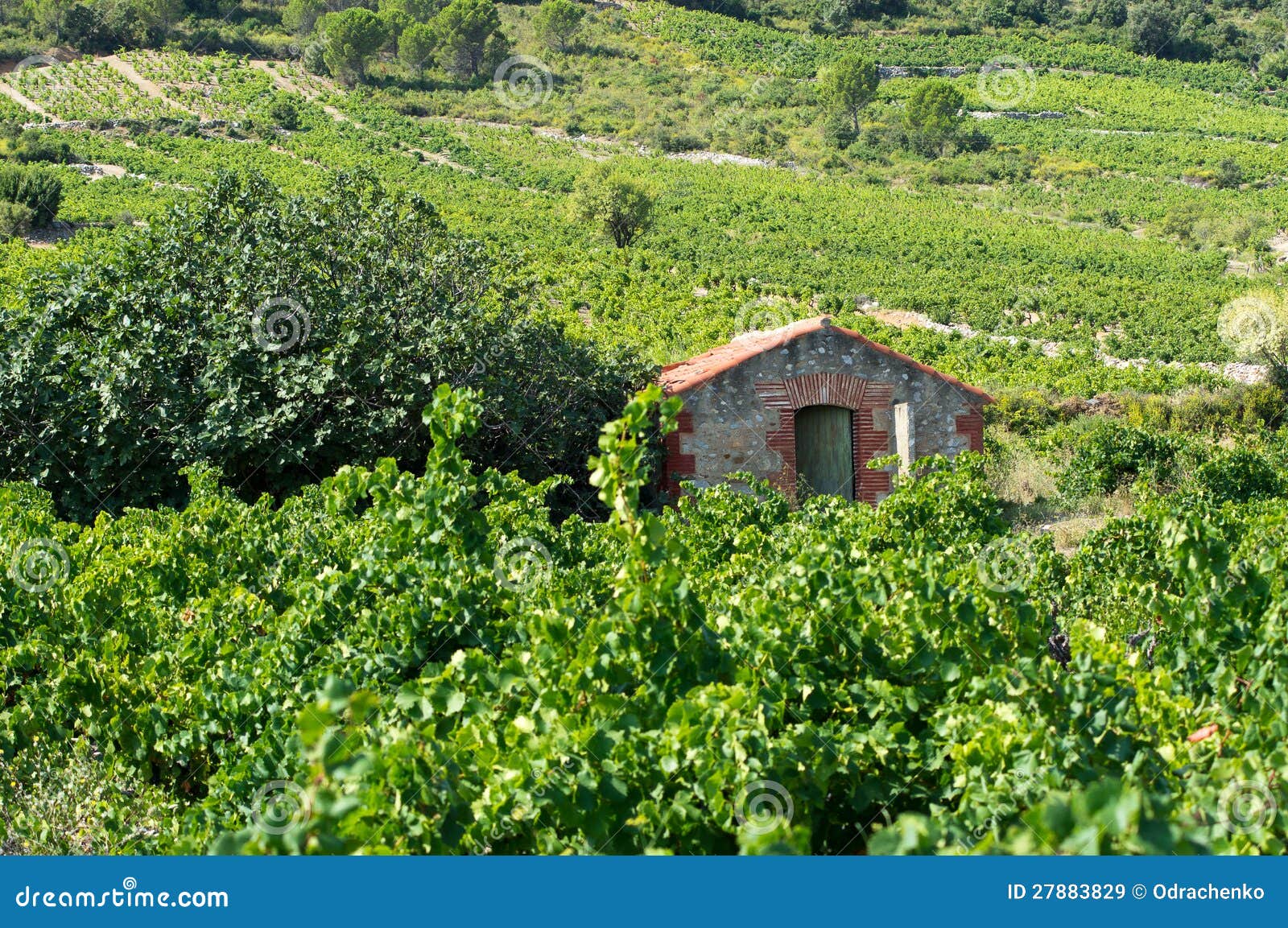 Alter Weinberg am Süden Von Frankreich Stockbild Bild von haus