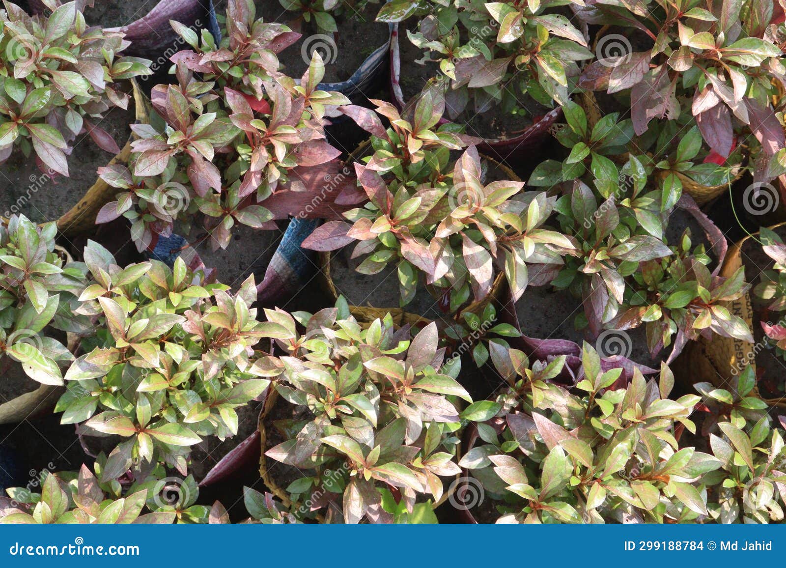 Alternanthera Little Romance Leaf Plant Stock Photo - Image of herb ...