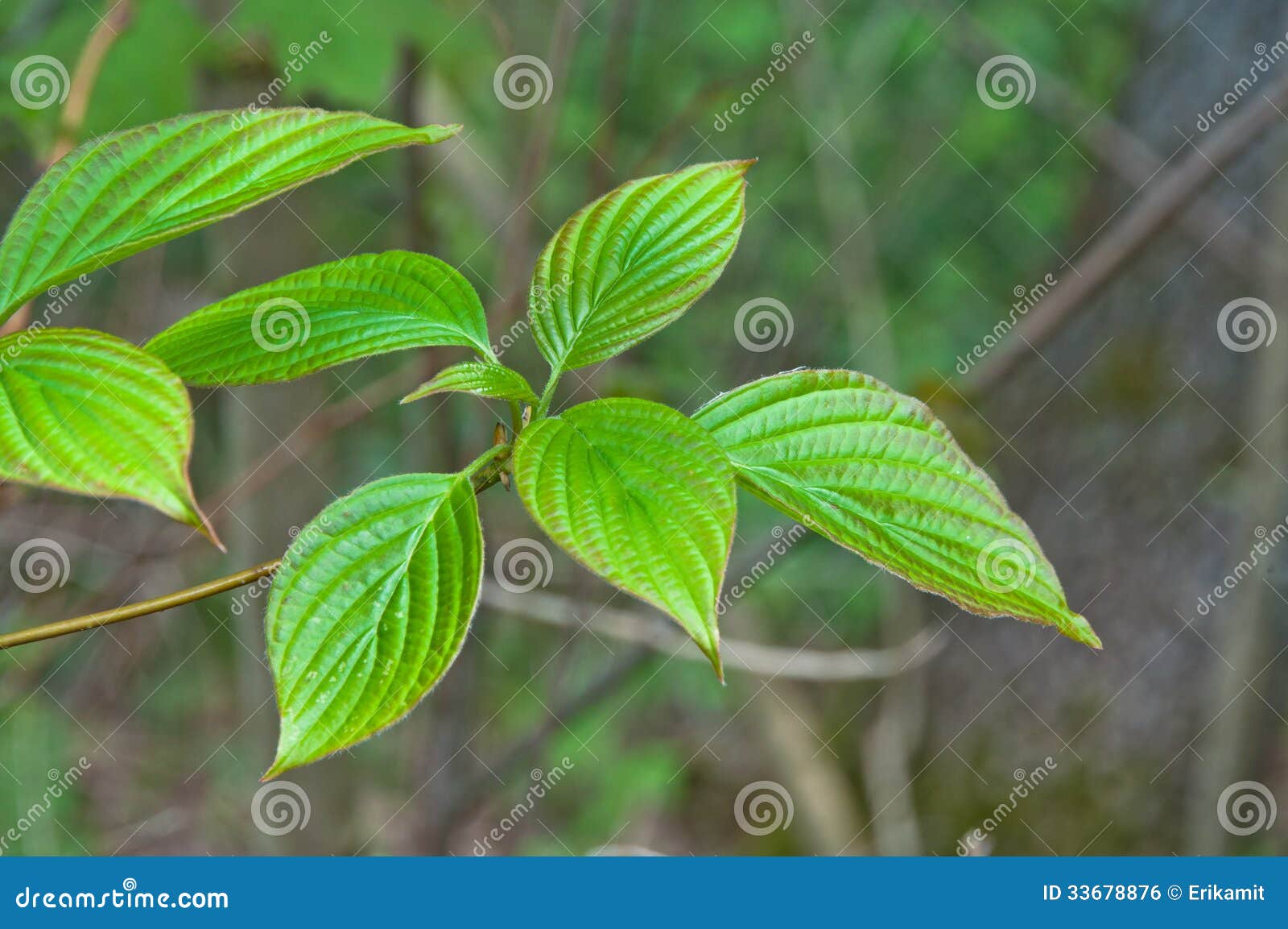 alternate-leafed dogwood leaves
