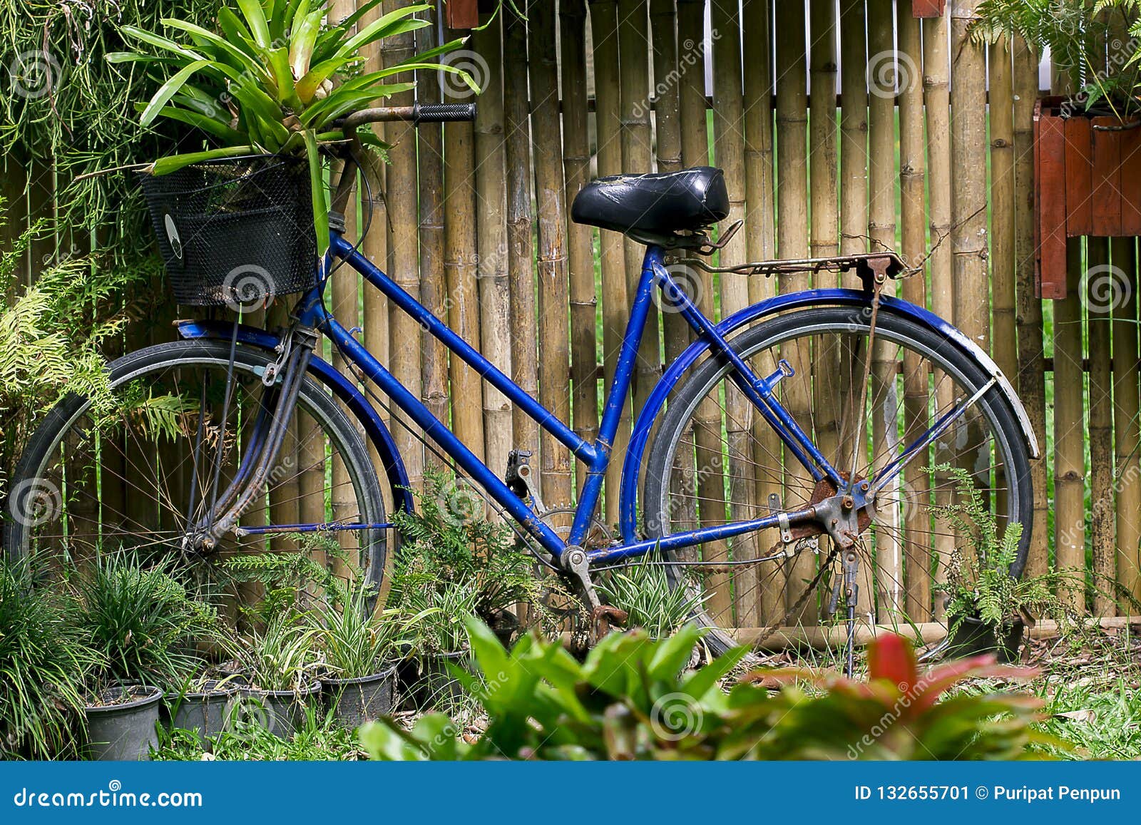 Altes Blaues Fahrrad Gegen Den Bambuszaun Stockbild Bild