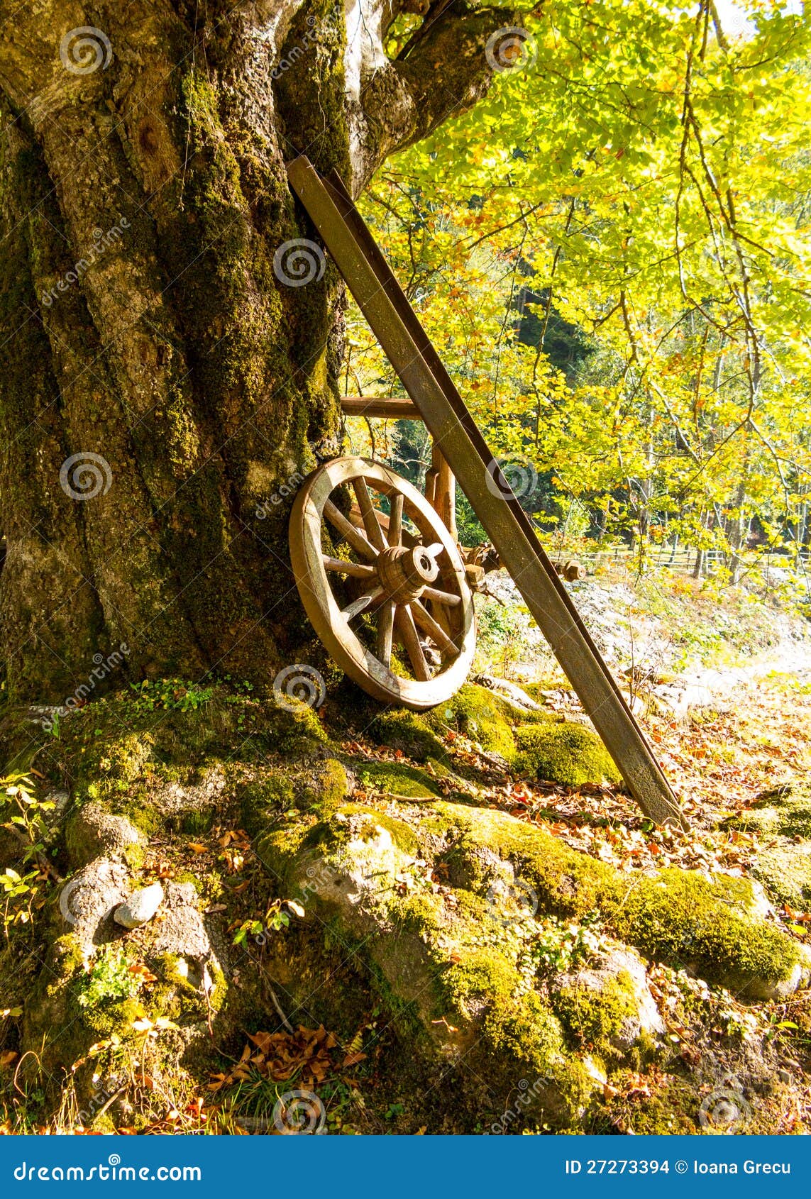 Altes Wagenrad, Das Auf Baum Sich Lehnt Stockfoto Bild