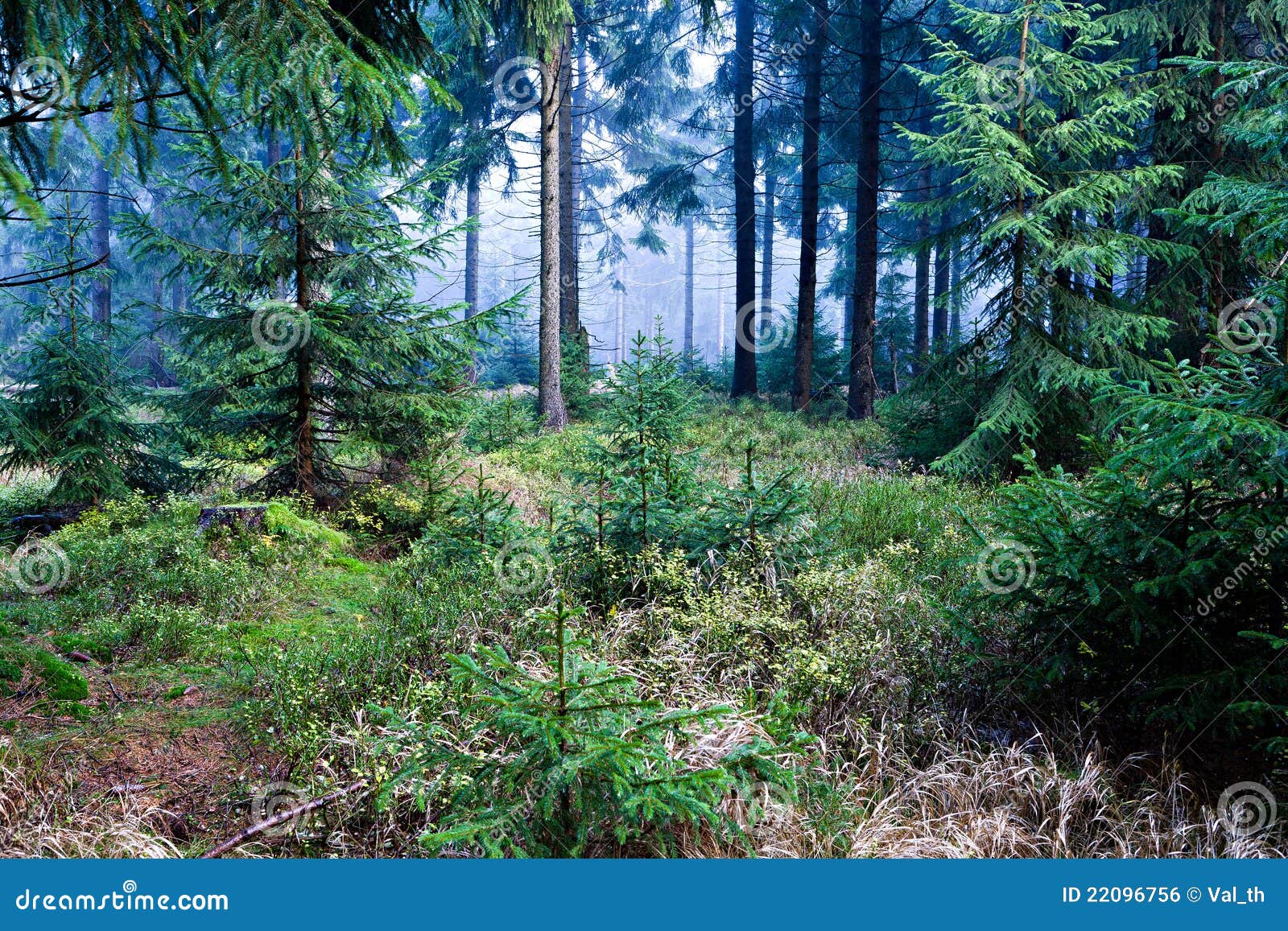 Altijdgroen bos dichtbij Masserberg, Schiefergebirge, Duitsland