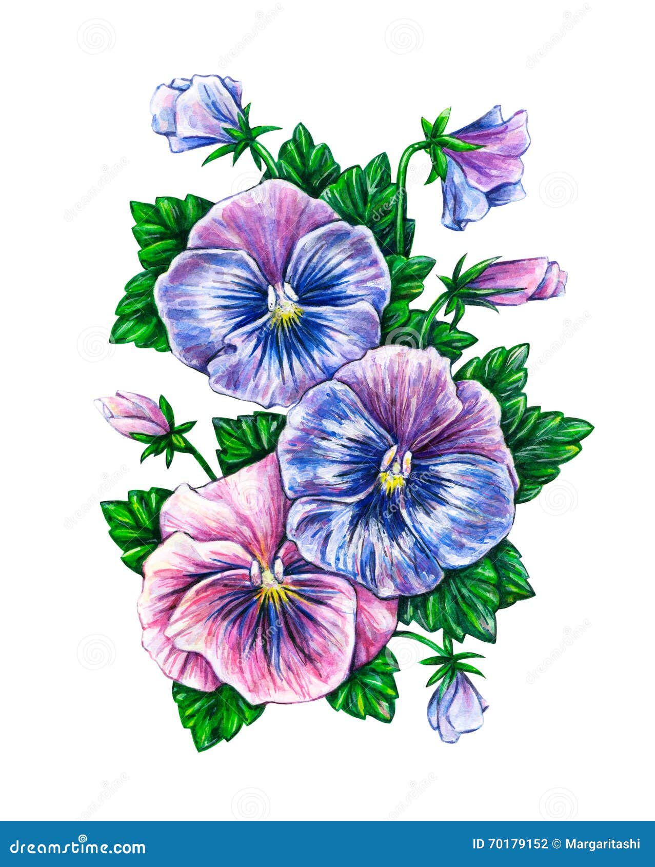 Alto Tricolore Dessin Coloré De Fleurs De Pensées D ... Alto Tricolore Dessin Coloré De Fleurs De Pensées D ...
