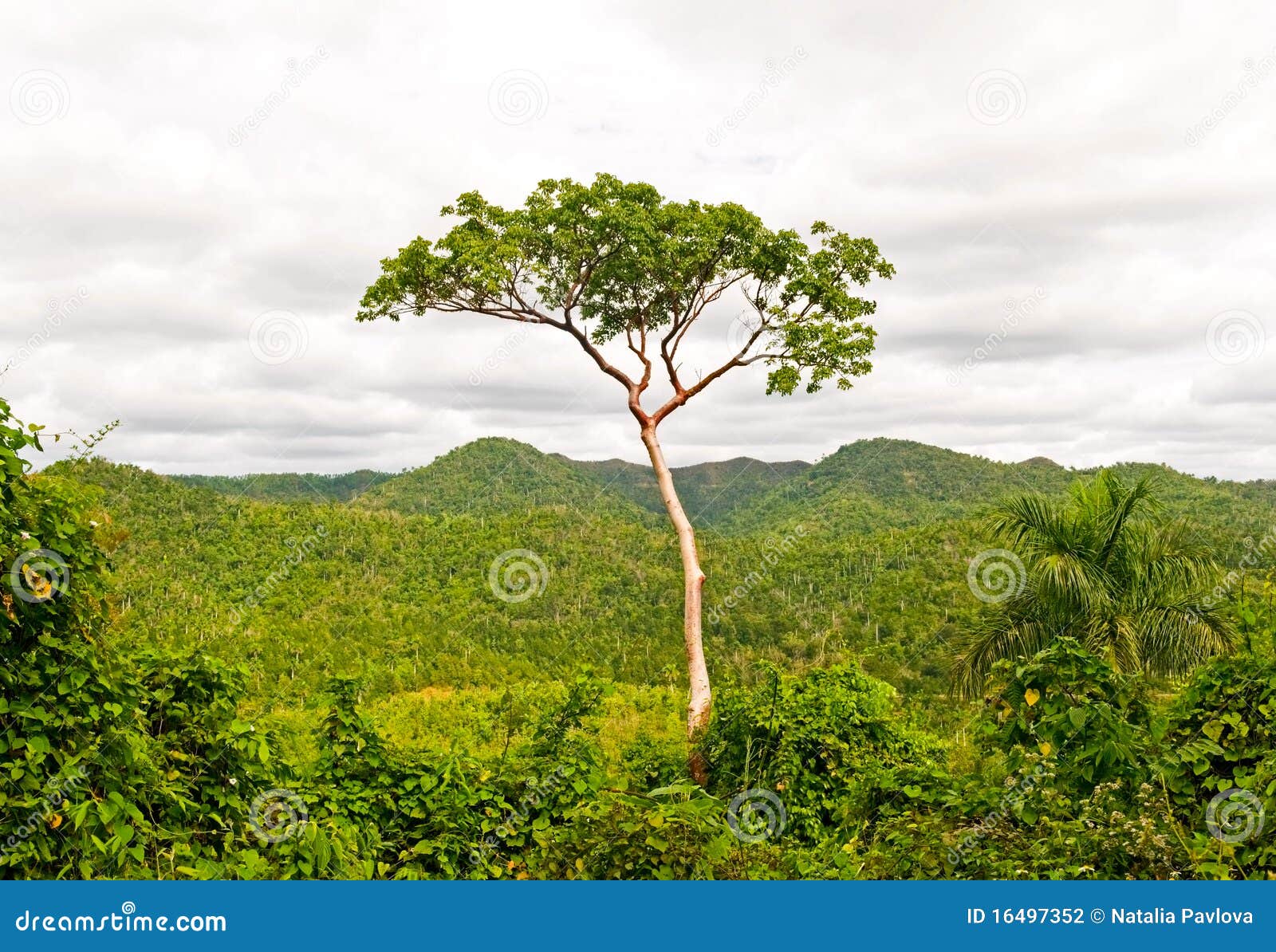 Alto árbol En Selva Tropical Foto de archivo Imagen de verde