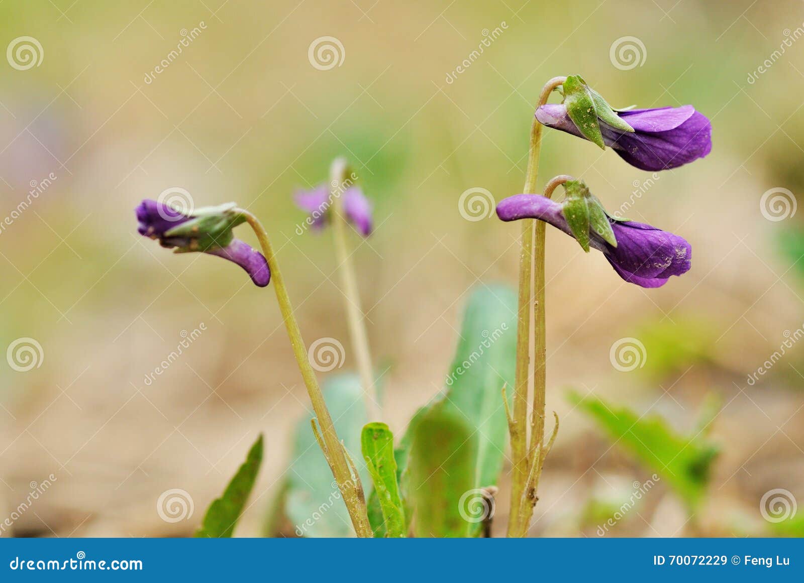 Altówki verecunda, mały kwiat w pączku, właśnie