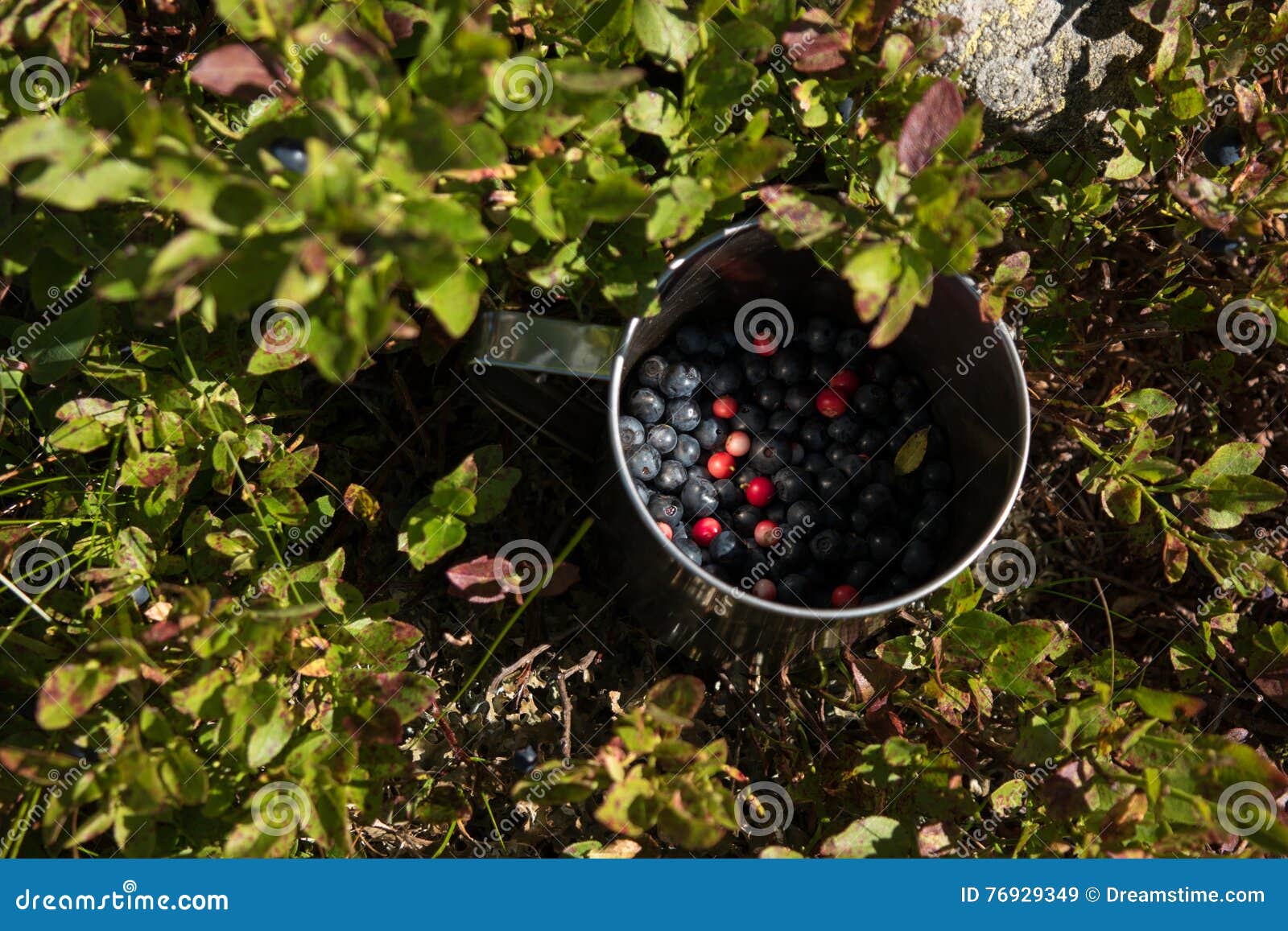 Aluminium Cup with Blueberries in the Blueberries Bush in the Ca Stock
