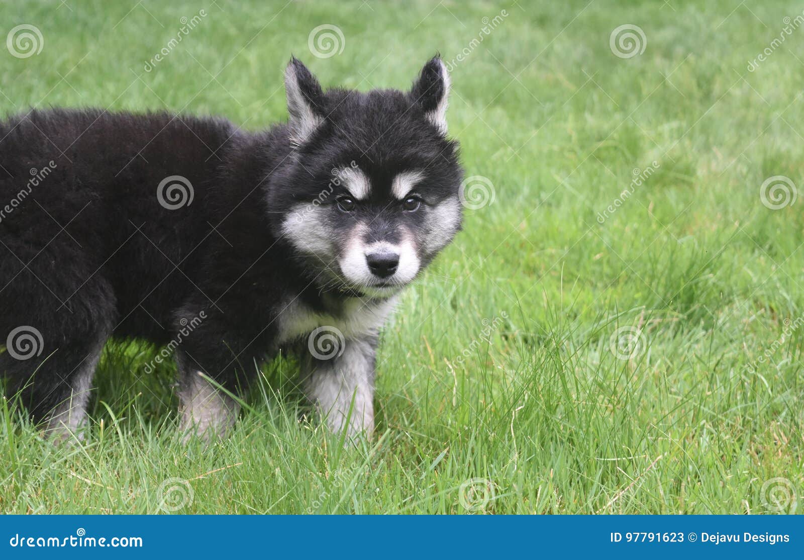 alusky pup looking a little nervous and cautious