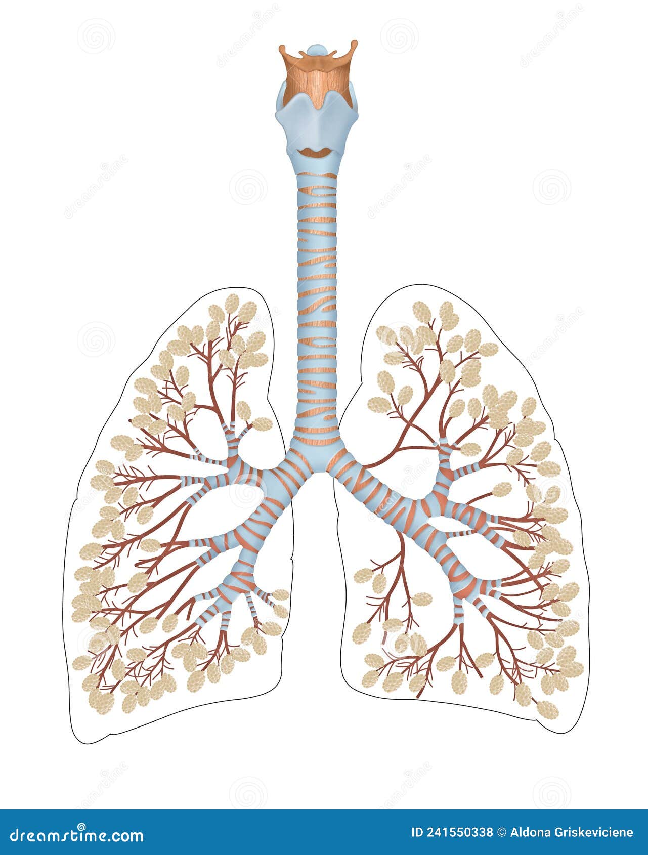 respiratory system is the network of organs and tissues that help you breathe
