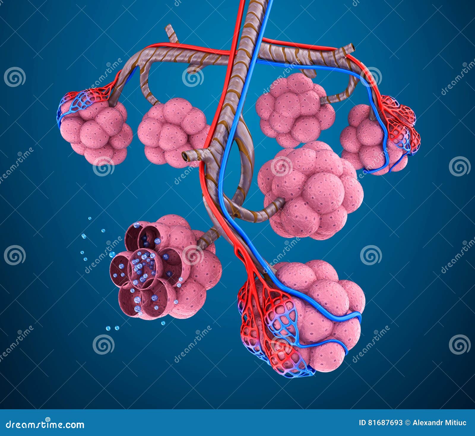 alveoli : natomy of human respiratory system - blood saturating by oxygen