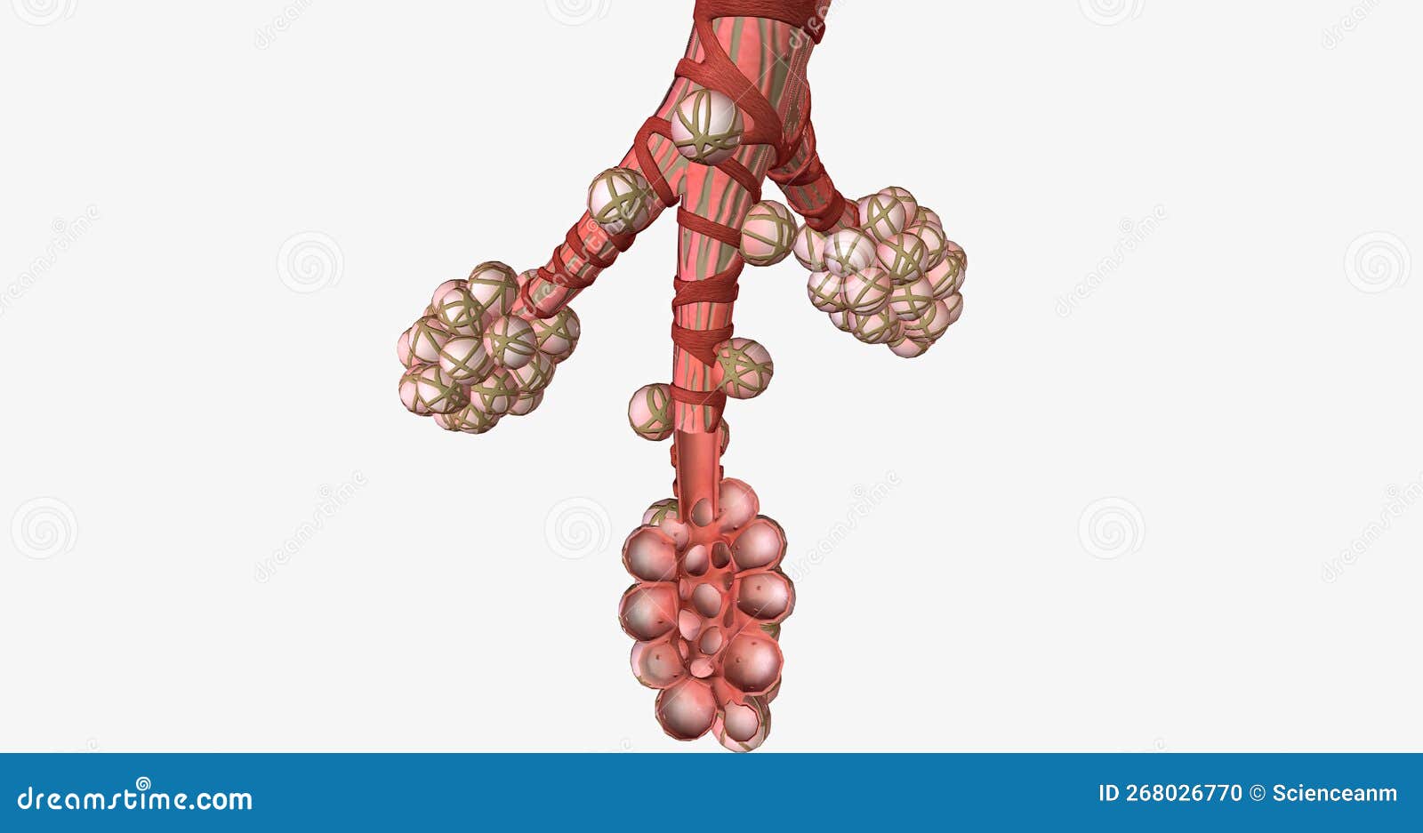 The Alveoli are Tiny Airfilled Pockets Located in the Lungs Stock