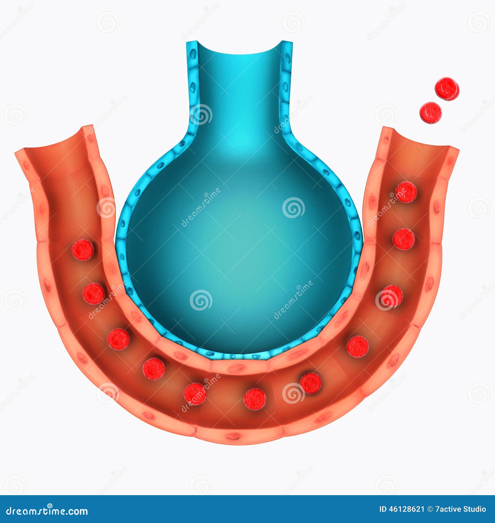 download morphologie der großpilze mit 112