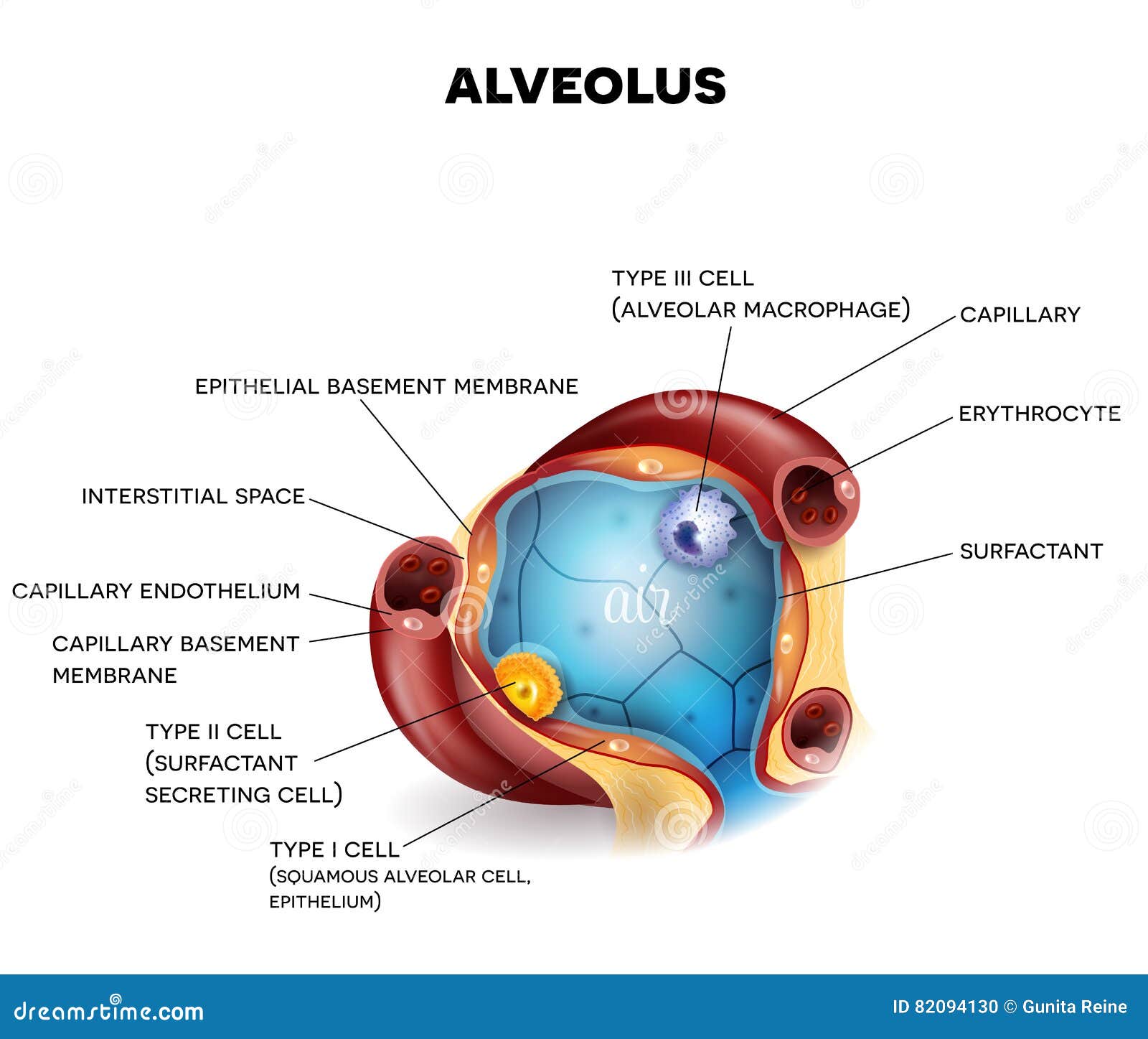 Alveolus ALVEOLUS English