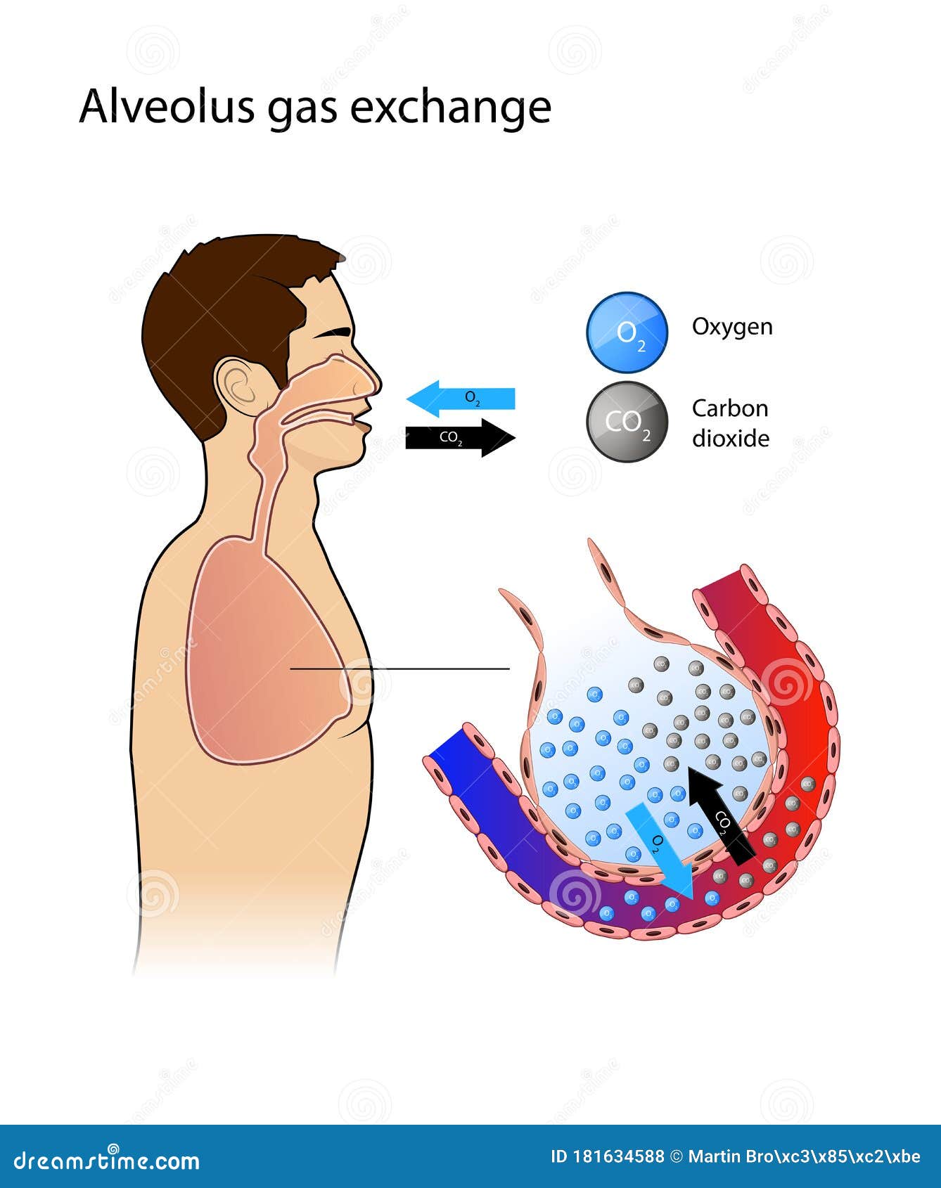 alveolus. gas exchange. pulmonary alveolus. alveoli and capillaries in the lungs, anatomy, oxygen and carbon dioxide exchange