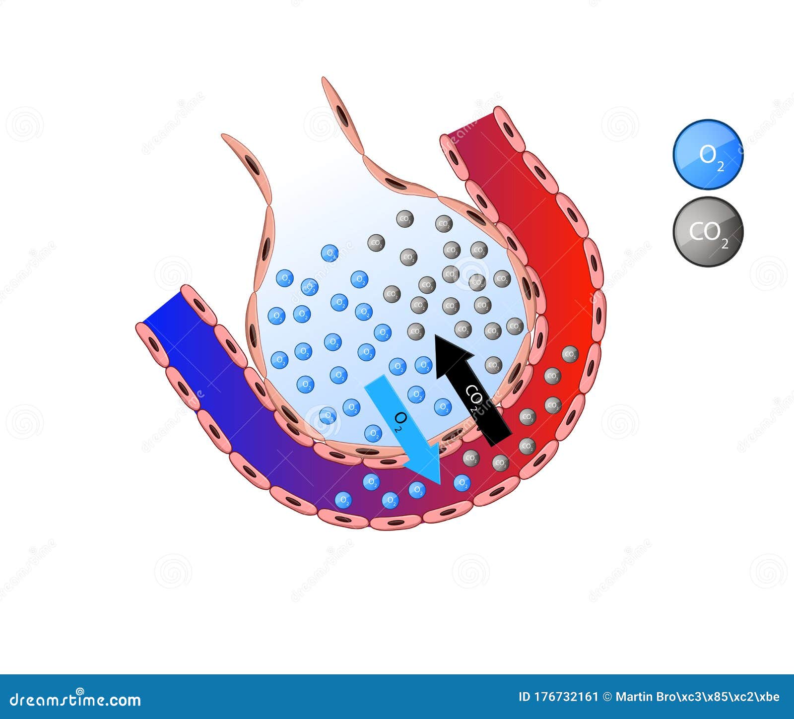 Alveolus in Lung. Gas Exchange, Pulmonary Alveolus Stock Illustration - Illustration of breathing, cell: 176732161 Alveolus in Lung. Gas Exchange, Pulmonary Alveolus Stock Illustration - Illustration of breathing, cell: 176732161