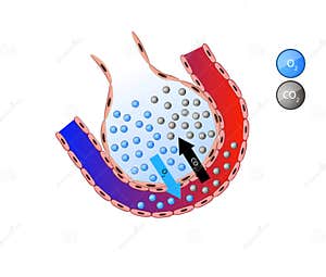 Gas Exchange Cartoon Vector CartoonDealer 48066551
