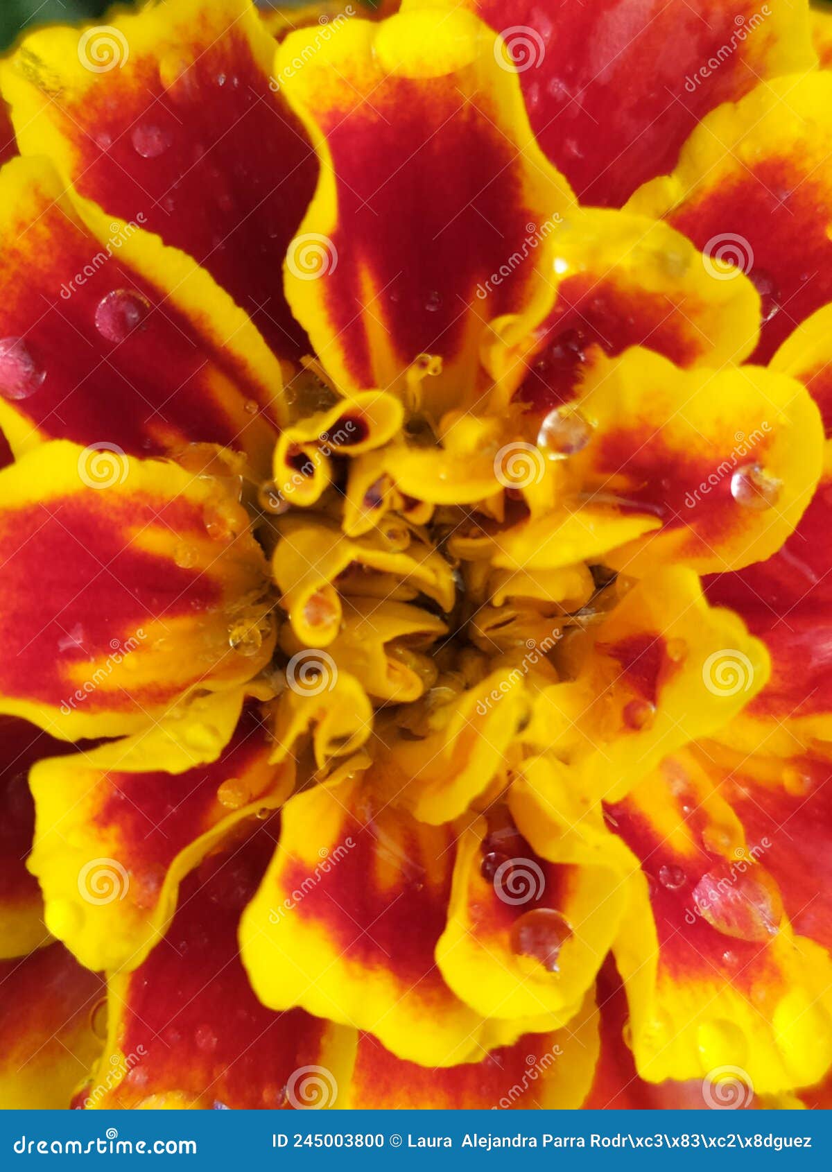 alyssum flower red and yellow in the garden freshly watered. flor de tagete color amarillo y rojo, en el jardÃÂ­n.