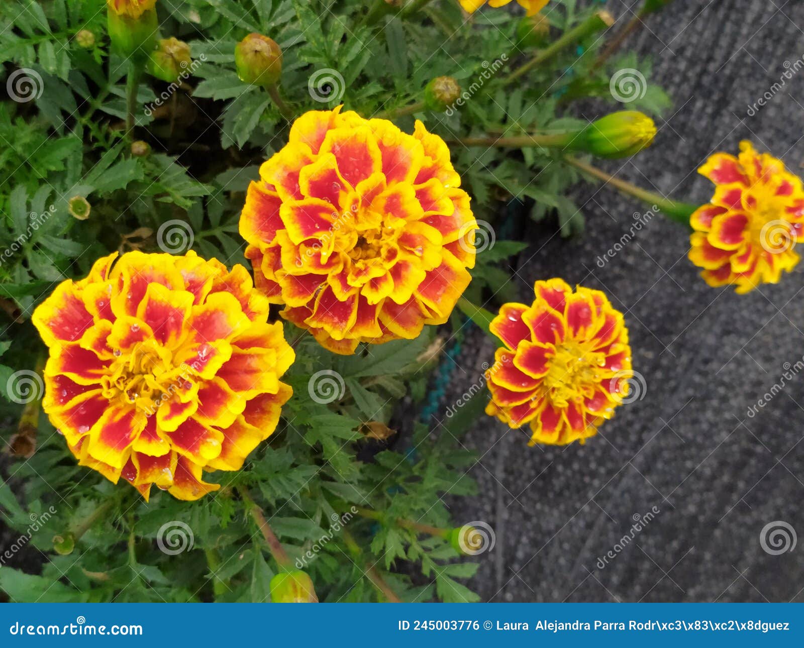 alyssum flowers red and yellow in the garden freshly watered. flores de tagete color amarillo y rojo, en el jardÃÂ­n.