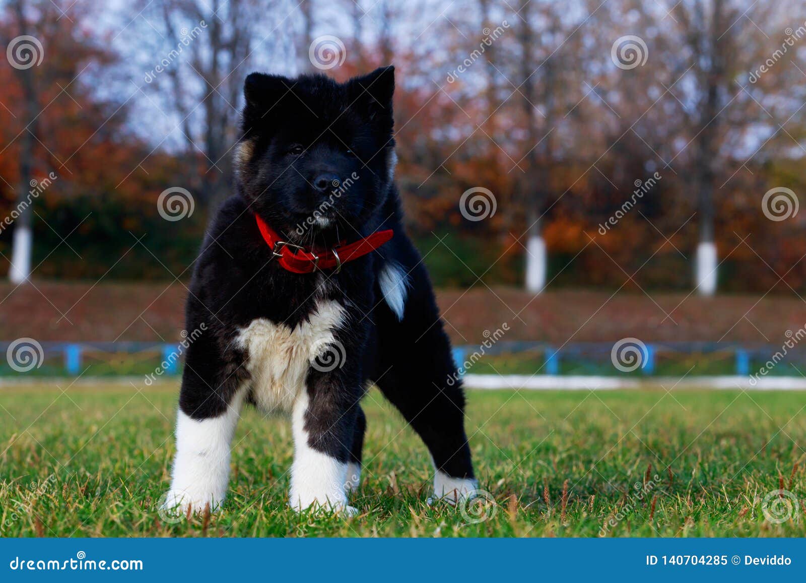 Américain Akita De Race De Chien Image Stock Image Du