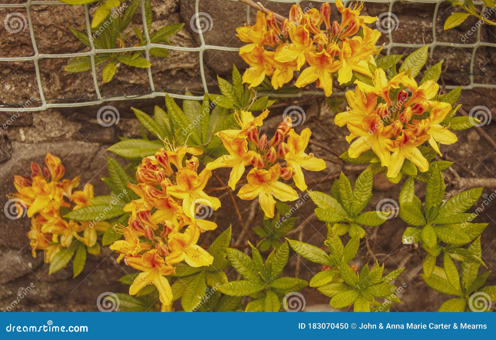 Amada De Mel Azalea Em Um Muro De Jardim. Foto de Stock - Imagem de planta,  folheia: 183070450