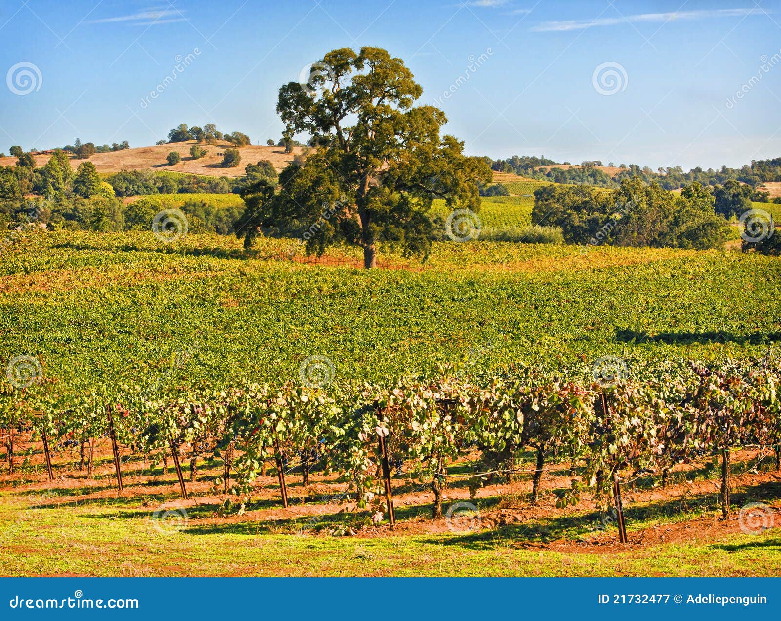 amador county vineyard, california
