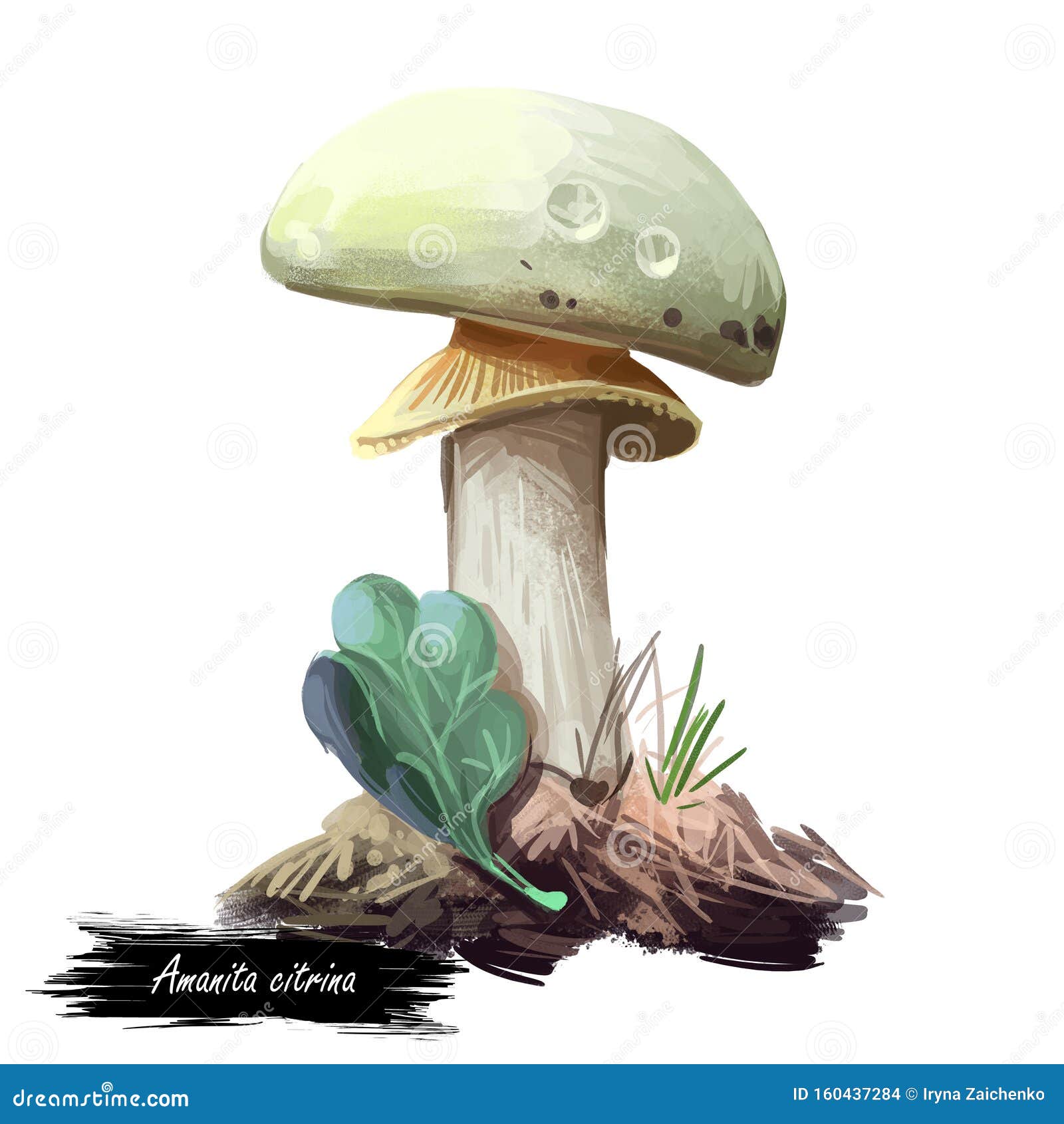 amanita citrina or mappa, false death cap mushroom closeup digital art . boletus has white cap, stem and volva.