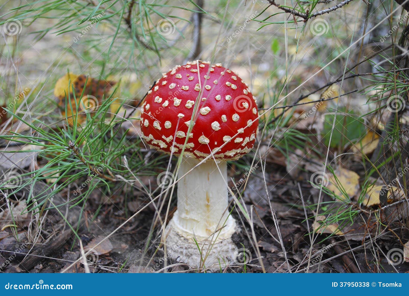 Amanita Growing Under a Pine Tree. Stock Photo Image of grass