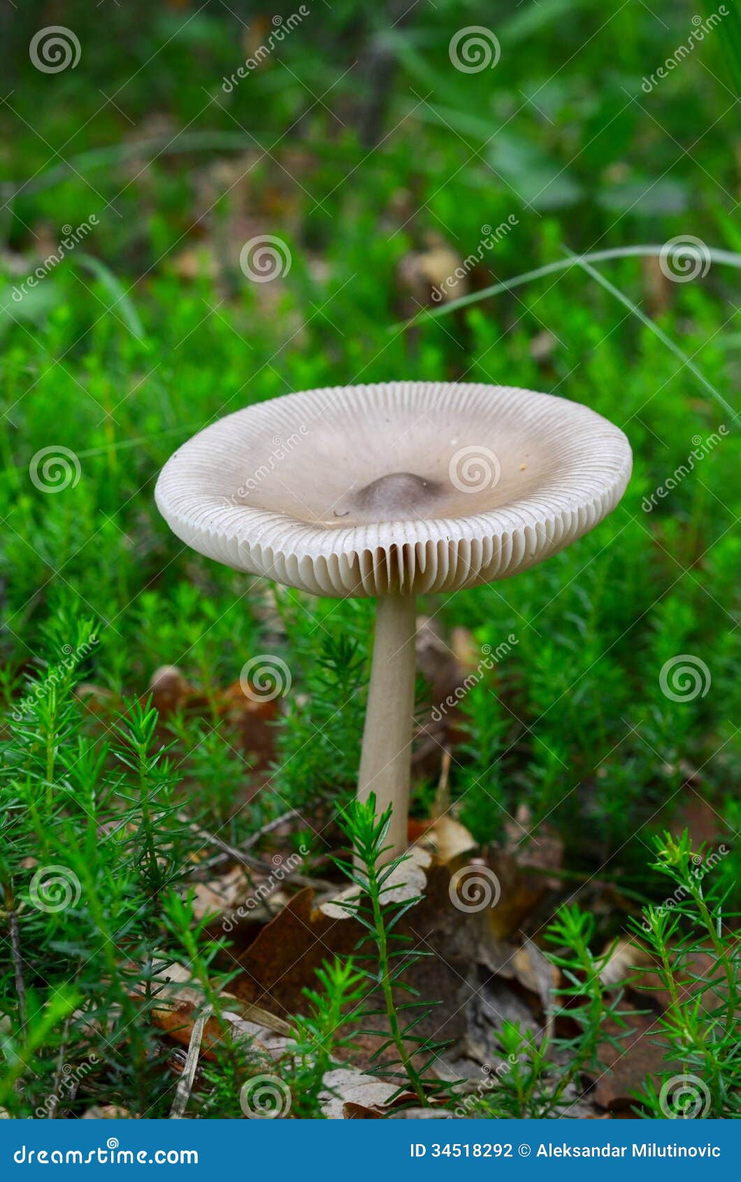 Amanita Mairei mushroom stock photo. Image of distaff - 34518292