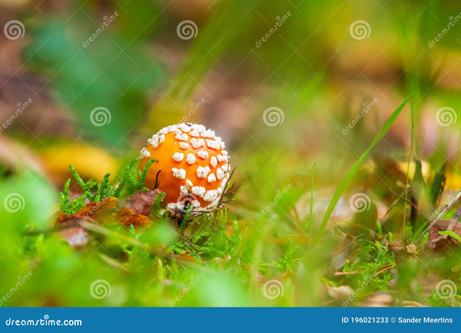 amanita muscaria, fly agaric or fly amanita basidiomycota muscimol mushroom