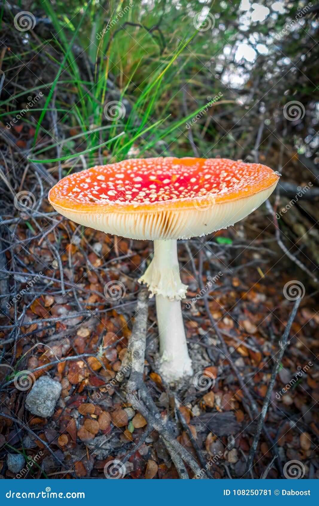 Amanita Muscaria. Fly Agaric Toadstool Stock Image - Image of ground, closeup: 108250781