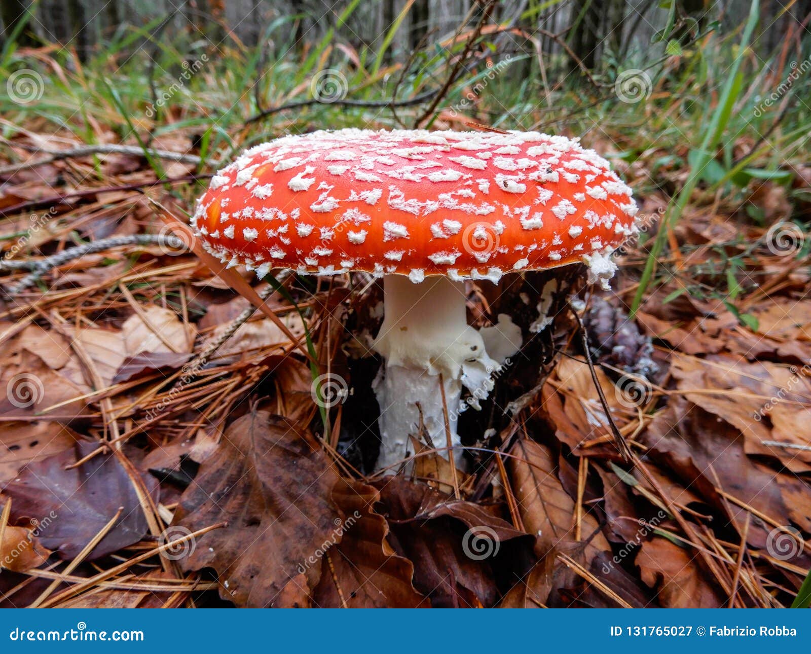 amanita muscaria mushroom close up in a forest of beeches, italy