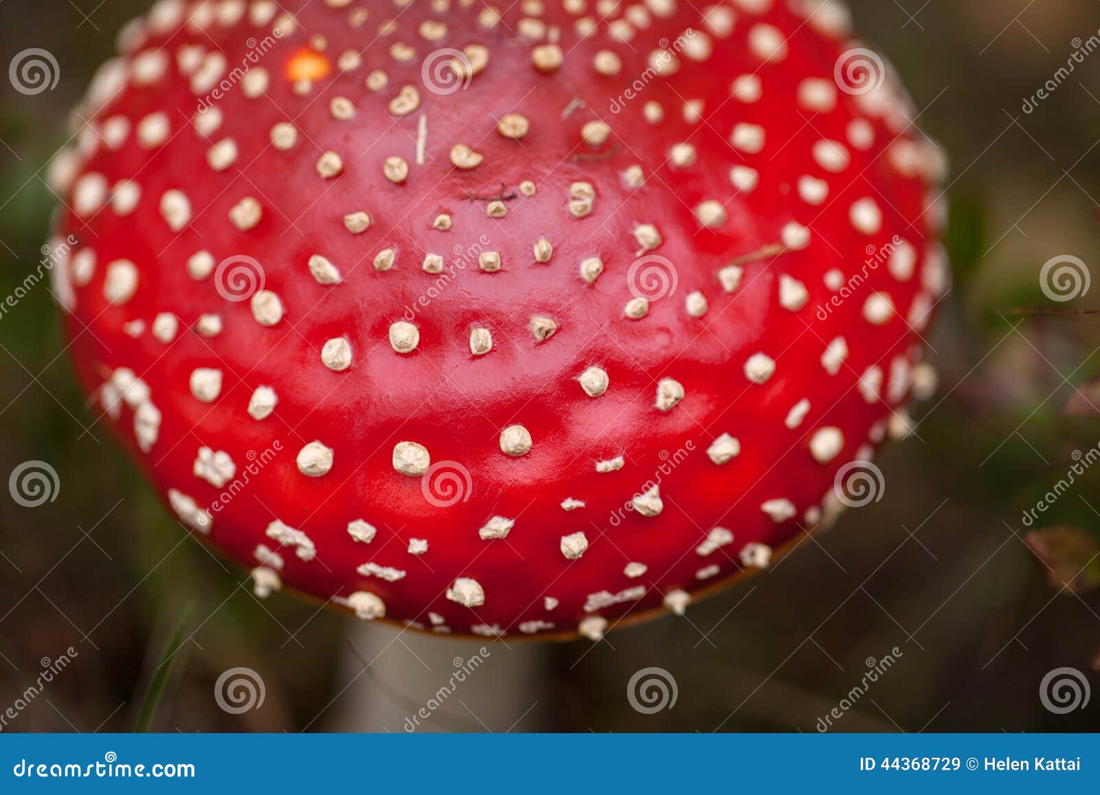 Amanita muscaria w lesie. Komarnicy bedłki lub komarnicy Amanita pieczarka, Amanita muscaria