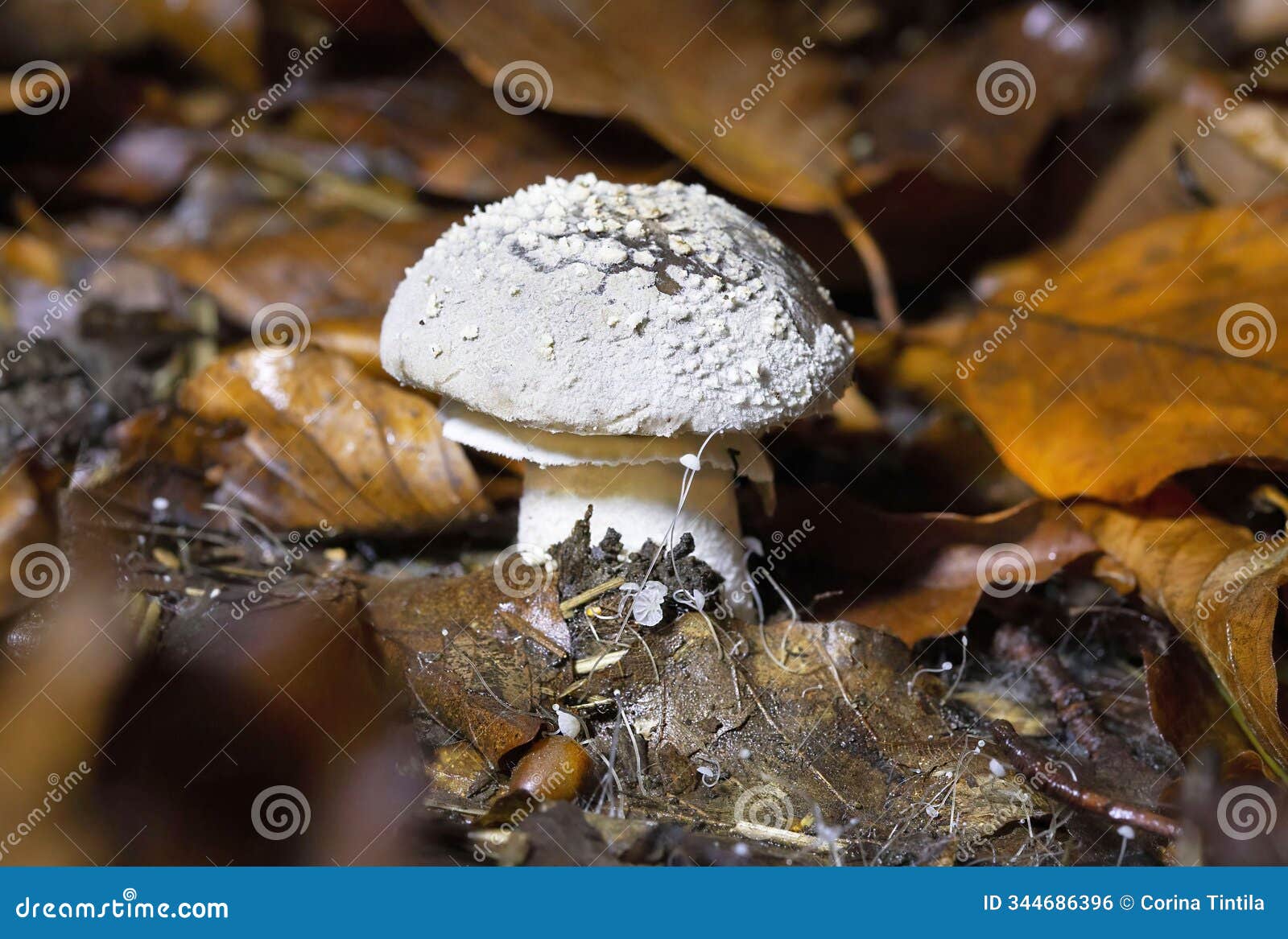 amanita pantherina,also known as the panther cap