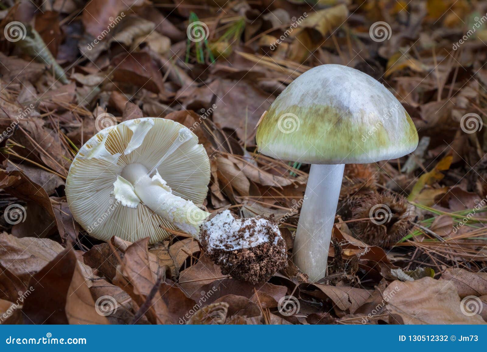 death cap - amanita phalloides - deadly poisonous mushroom