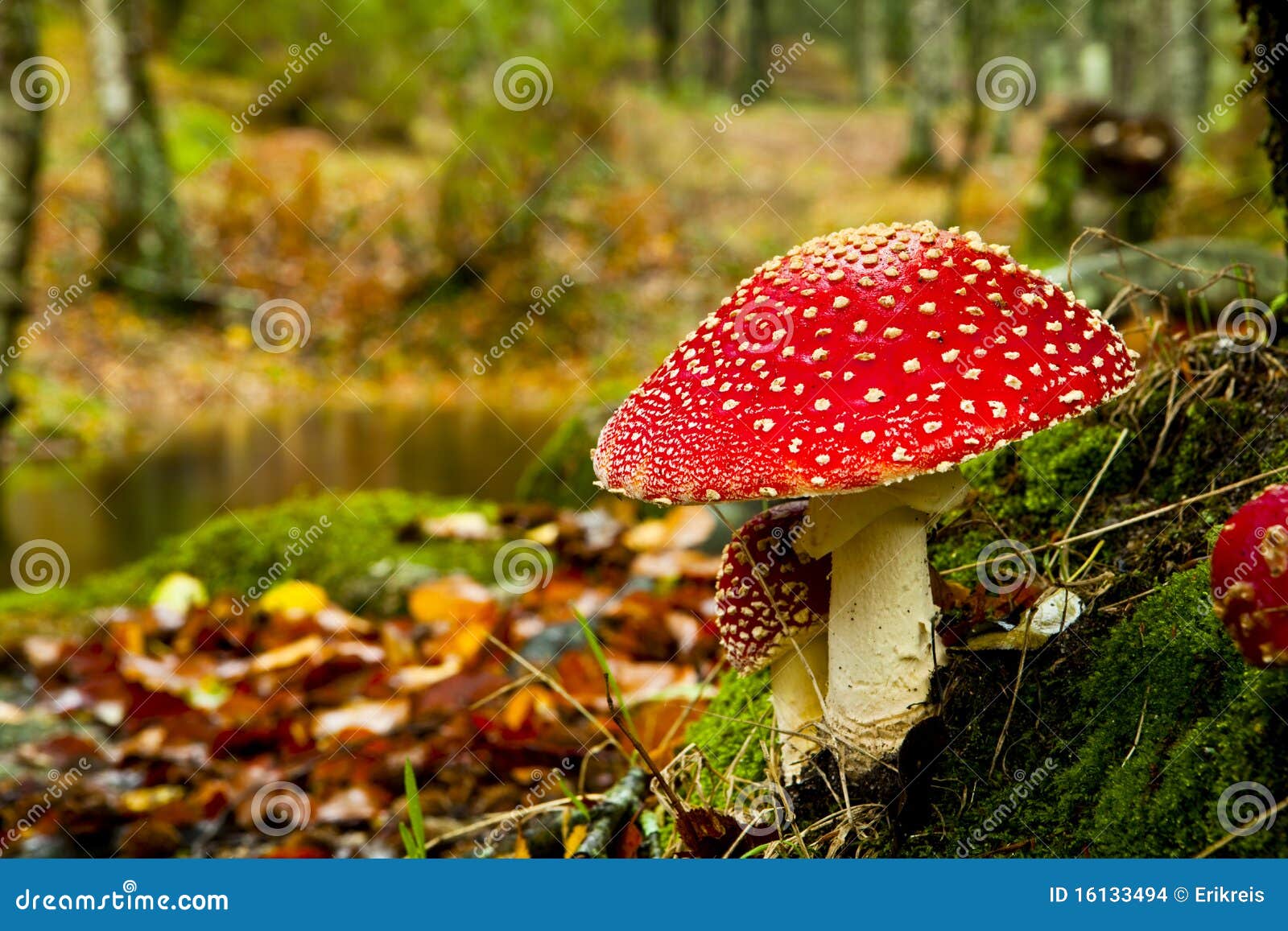 amanita poisonous mushroom